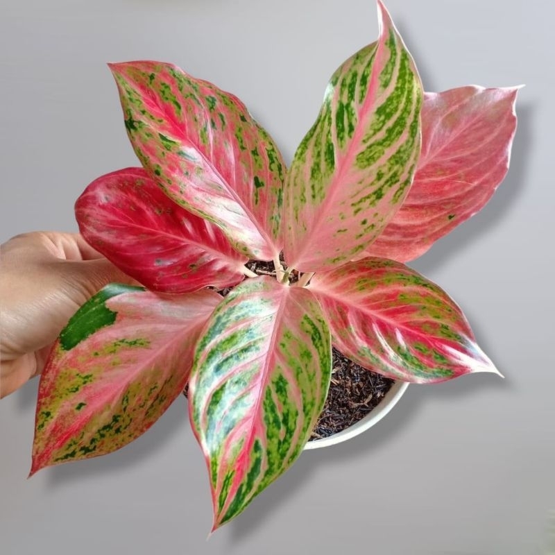 AGLONEMA BUTTERFLY MUTASI SUPER / TANAMAN HIAS AGLAONEMA BUTTERFLY MURAH/ Tanaman hias bunga Aglonem