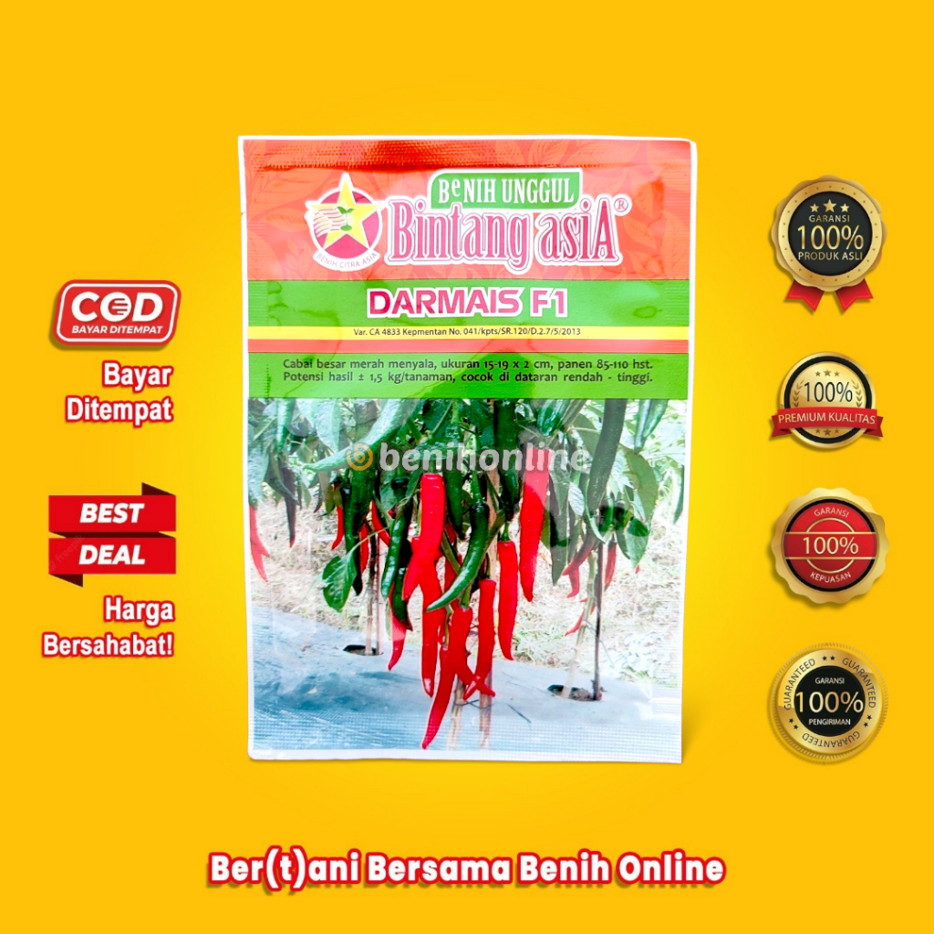 BENIH CABAI BESAR - DARMAIS F1