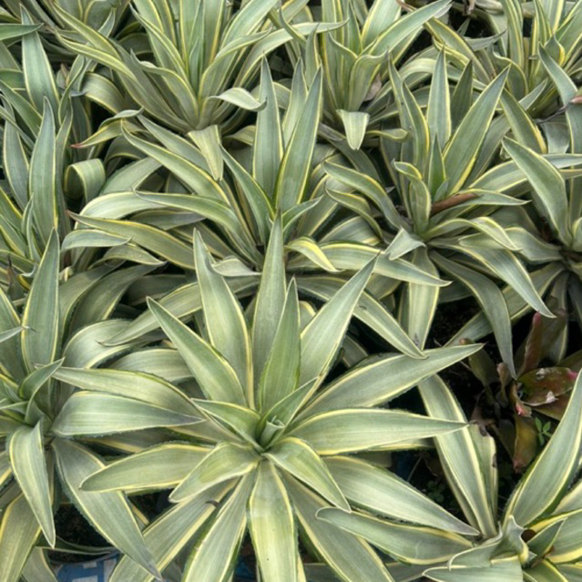 Tanaman agave jumbo / agave indukan / tanaman outdoor / tanaman untuk taman