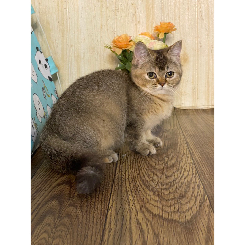 mainan kucing BSH black golden
