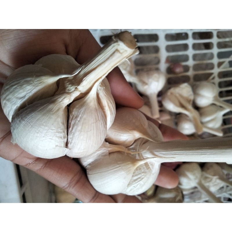 

BAWANG KATING