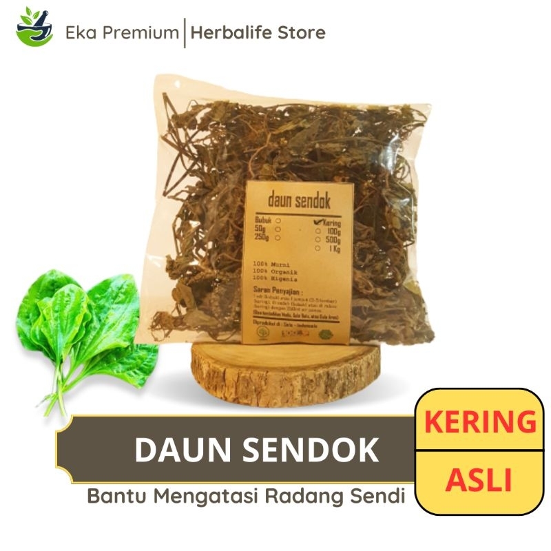

DAUN SENDOK KERING Sendokan Asli Ramuan Rempah Herbal Murni Jamu Minuman Tradisional Simplisia Plantago Major