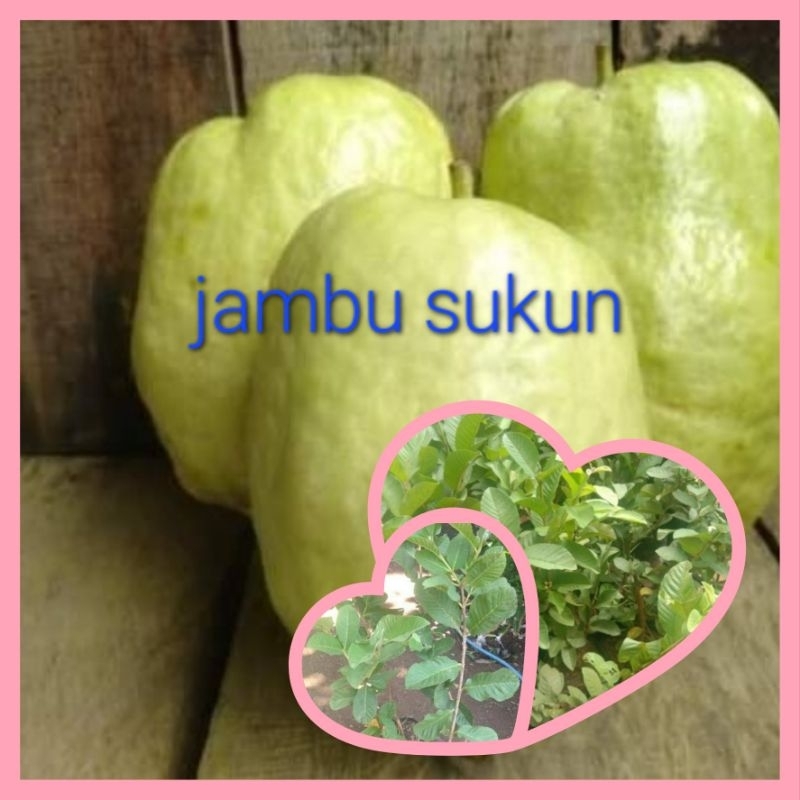 BIBIT JAMBU SUKUN OKULASI CEPAT BERBUWAH