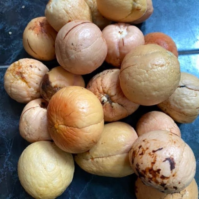 BIJI ALPUKAT PILIHAN SIAP SEMAI SATUAN