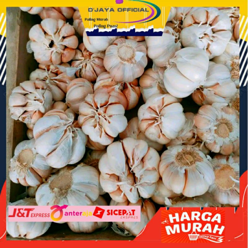 

Bawang Putih 1kg Bawang Honan Bawang Putih Sinco Import Premium