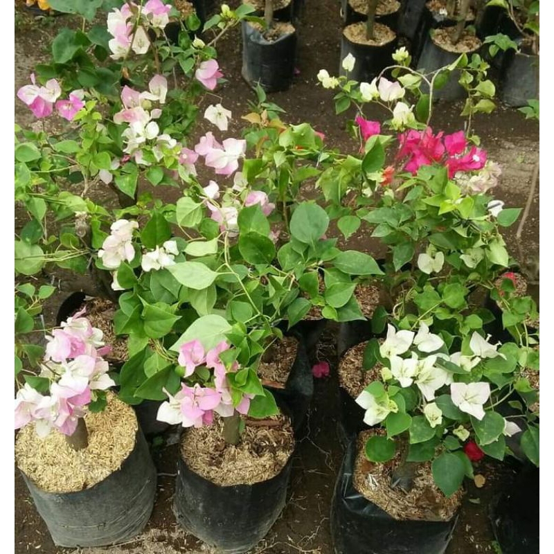 bunga Bougenville ice cream / sakura