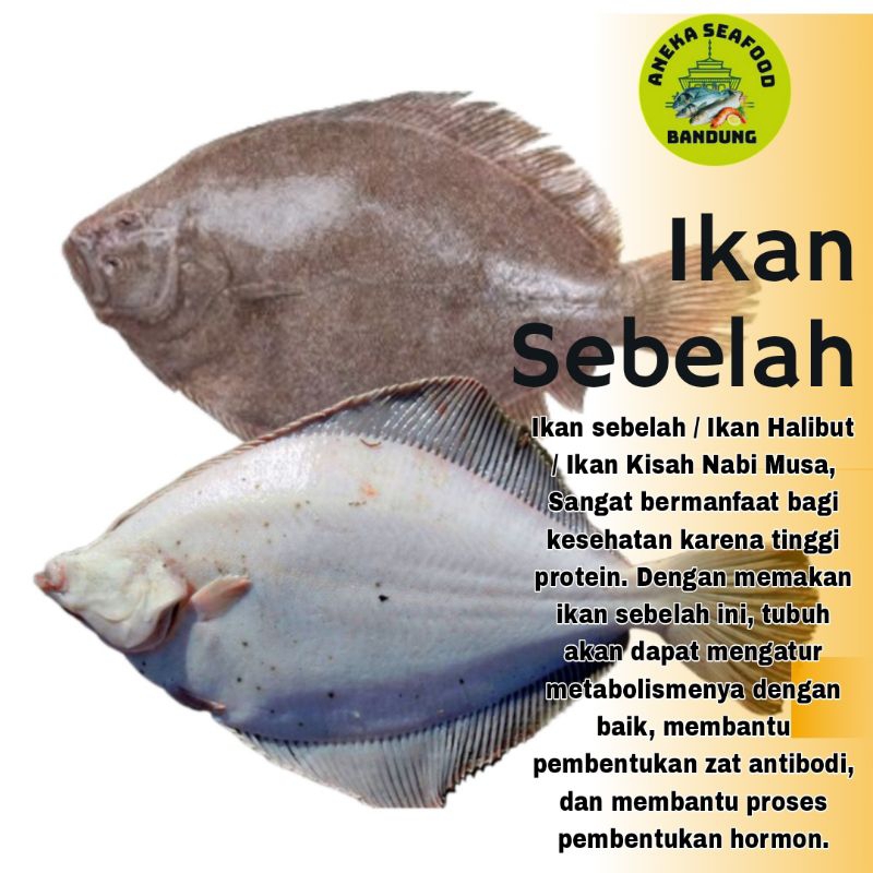 

Ikan Sebelah Segar 1.Kg