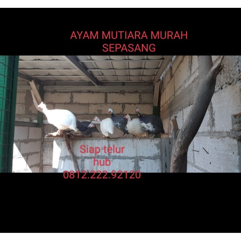 Ayam Mutiara SEPASANG Siap breeding dan siap nelur MURAH