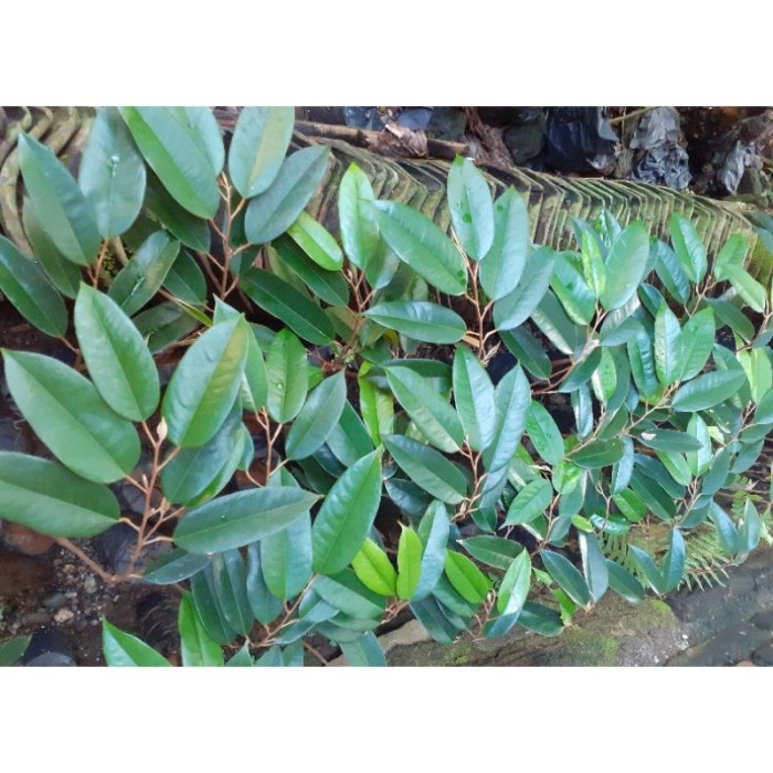 3 PCS ENTRES DURIAN BAWOR SUPER