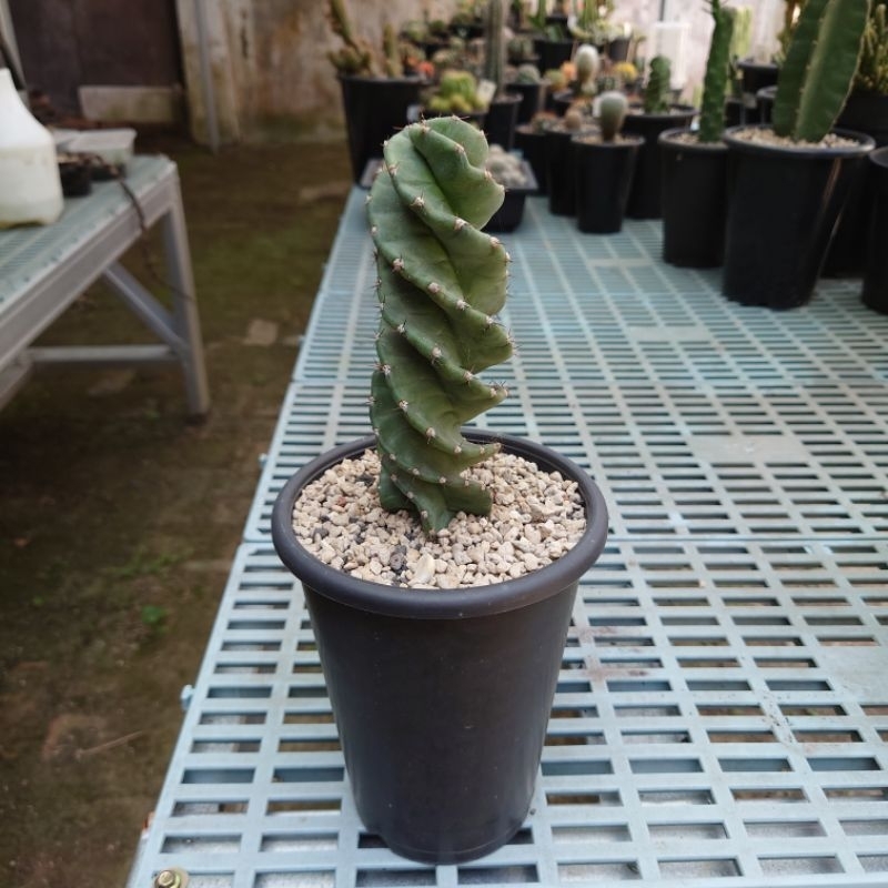 Kaktus Cereus forbesii spiralis