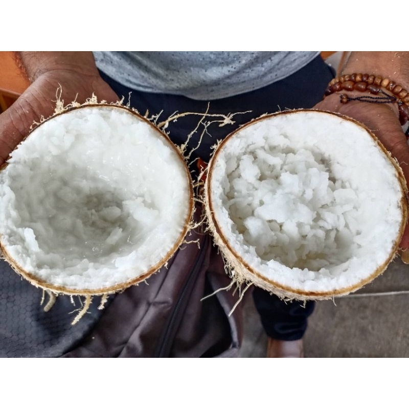 

kelapa kopyor