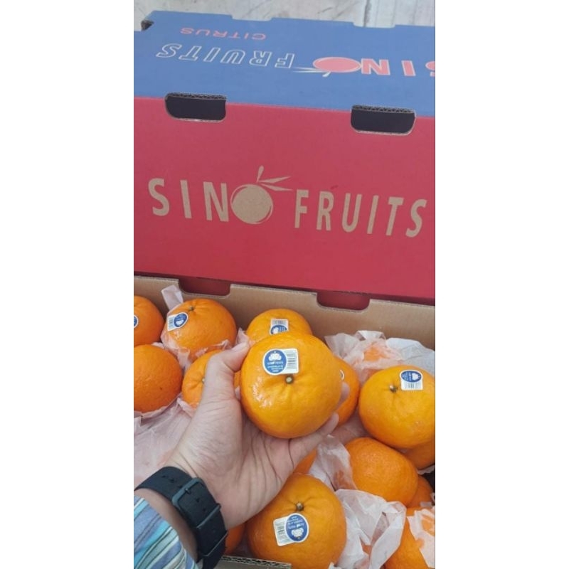 

JERUK WOKAM CHINA SEGAR FRESH