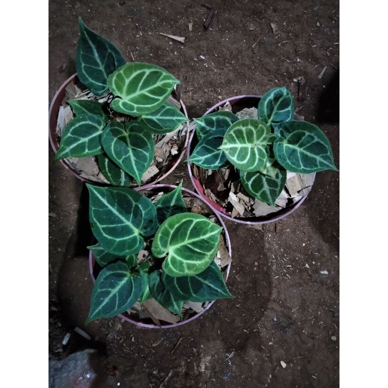 anthurium dorayaki X hu