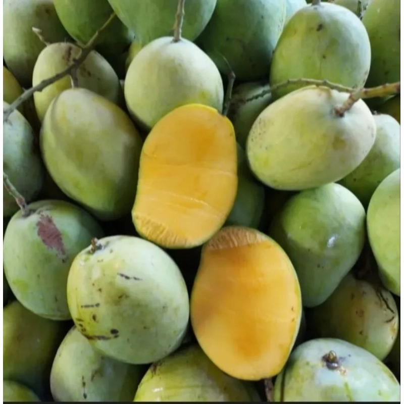 

Mangga Indramayu matang