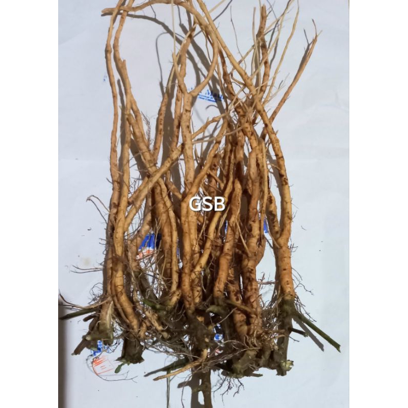 

Jual Akar Putri Malu Segar Original 250 gram herbal alami