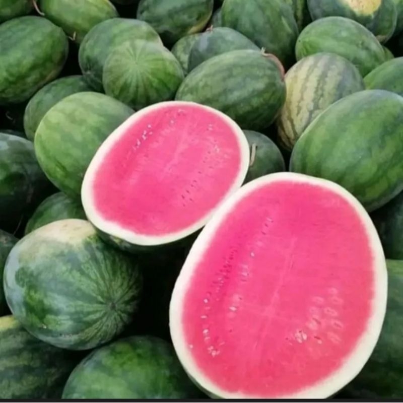 

Semangka Merah non biji