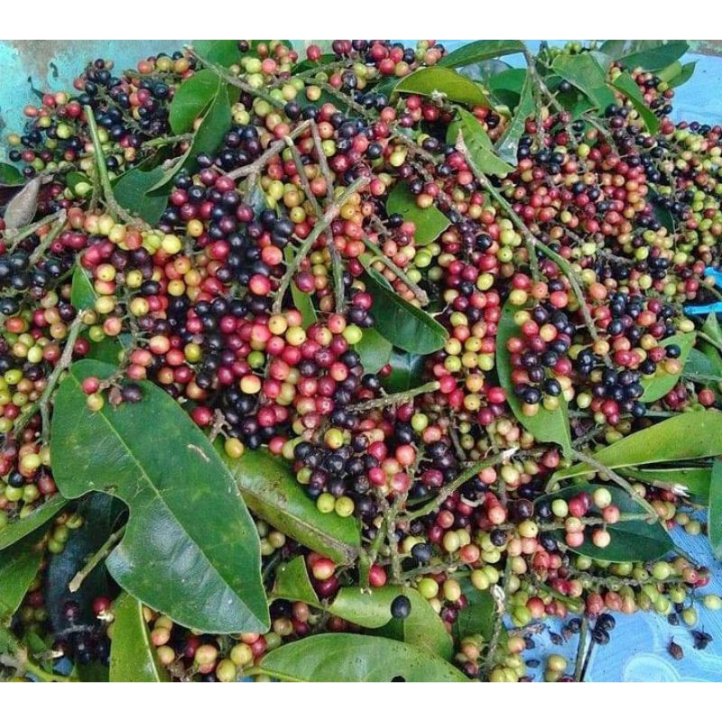 

Huni buni Boni 250gram buahnya ibu ngidam pasti bikin ngiler