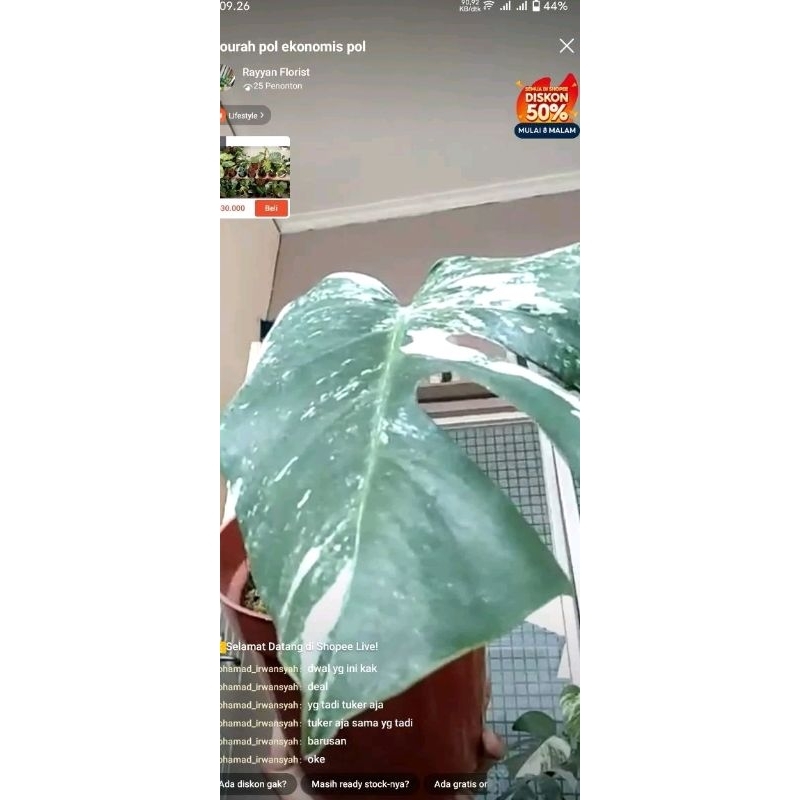 Monstera Varigata 1 daun Pancing