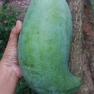 BIBIT BUAH MANGGA MAHATIR JUMBO VALID