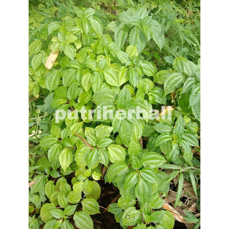 

DAUN POH POHAN SEGAR PER 500 GRAM