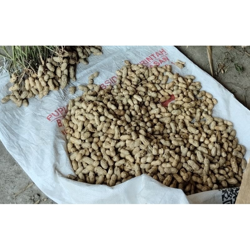 

Kacang Tanah segar