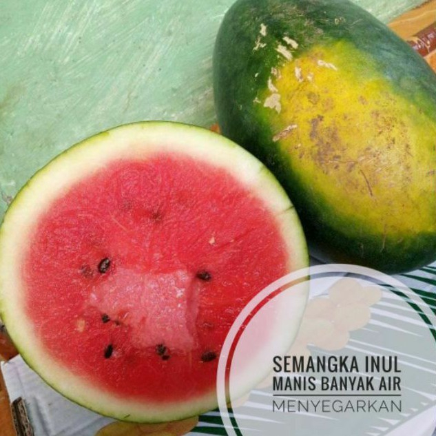 QUEEN BUAH - buah semangka inul merah / semangka beby