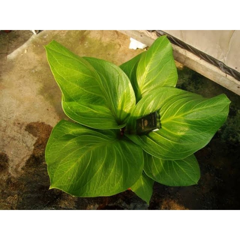 

Jemani Cobra Catalog/kobra katalog