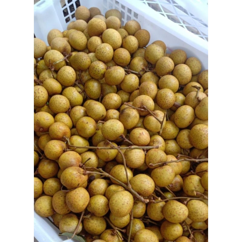 

BUAH LENGKENG