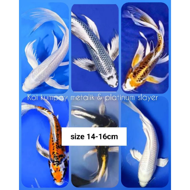 ikan hias koi kumpay, metalik & platinum slayer