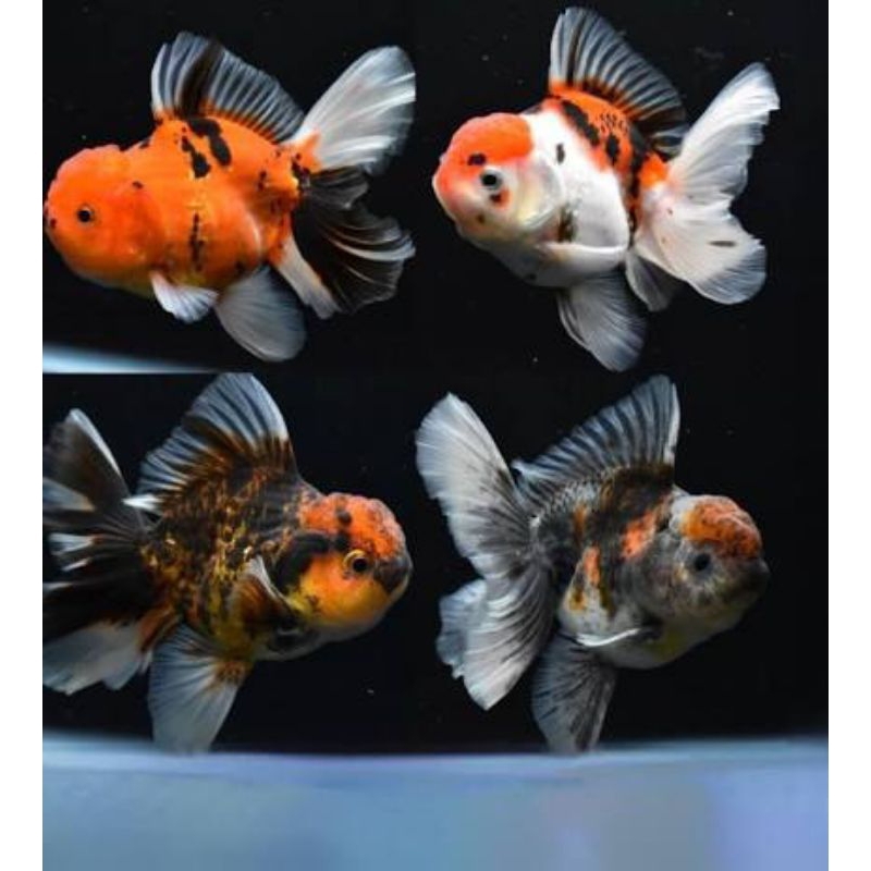 Hiasan dinding aquarium oranda pw pancawarna calico rosetail