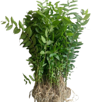 tanaman bibit bonsai anting putri semai biji