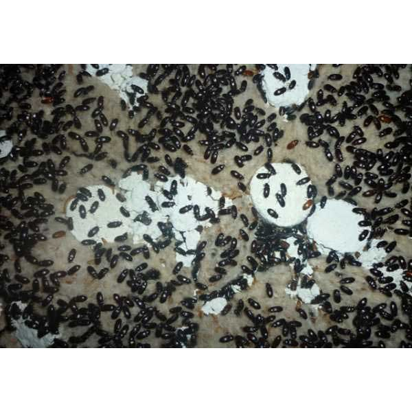 

ORIGINALL SEMUT JEPANG PER 100 EKOR !!!