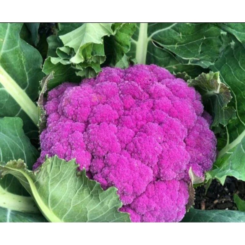 6 biji benih/bibit Brokoli Ungu