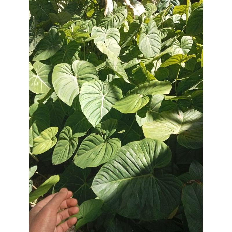 pilodendron pastazanum