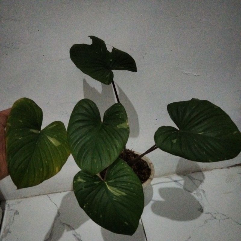 homalomena red stardust/homa thai