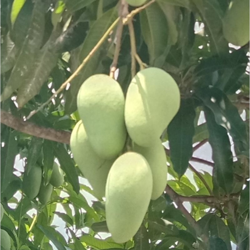 

MANGGA MUDA 1 kg