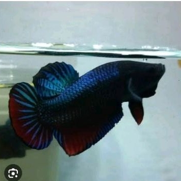 ikan cupang alami kualita grade A