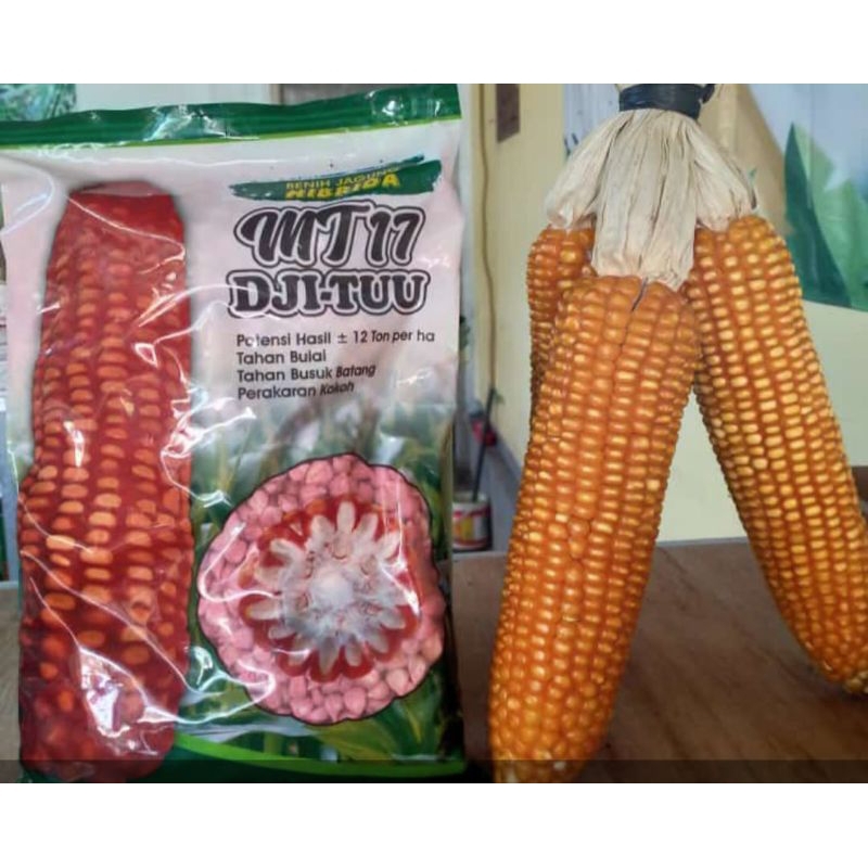 

Jagung MT 17 DJI-TUU