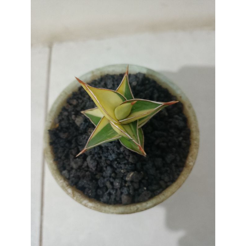 sanseveiria lavranos (VARIGATA)