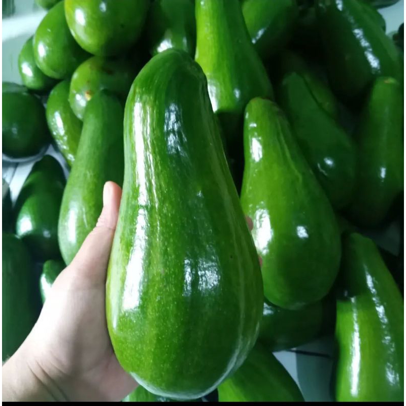 Alpukat Aligator Jumbo