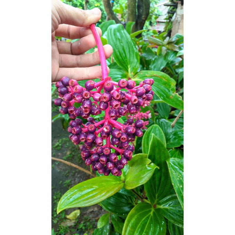 

Parijotho khas Muria
