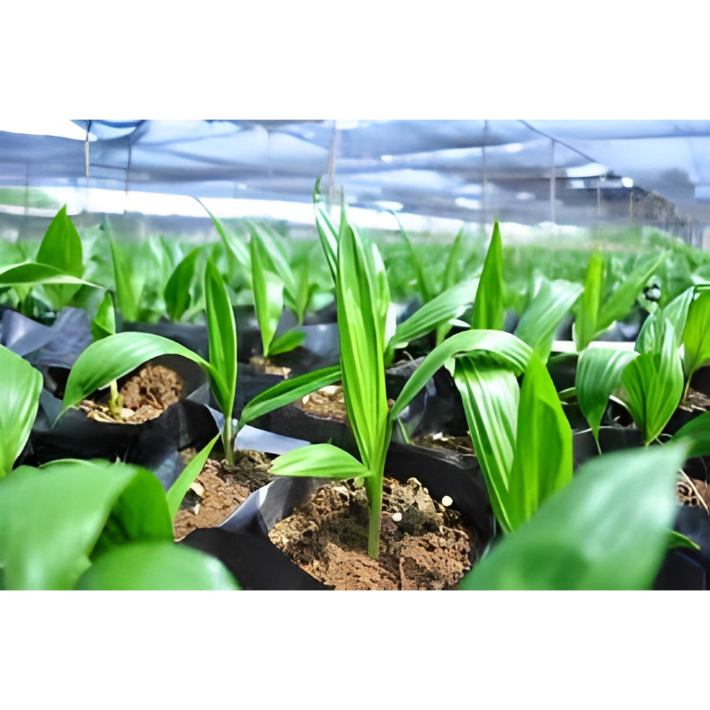 BIBIT SAWIT YANGAMBI 12 BULAN