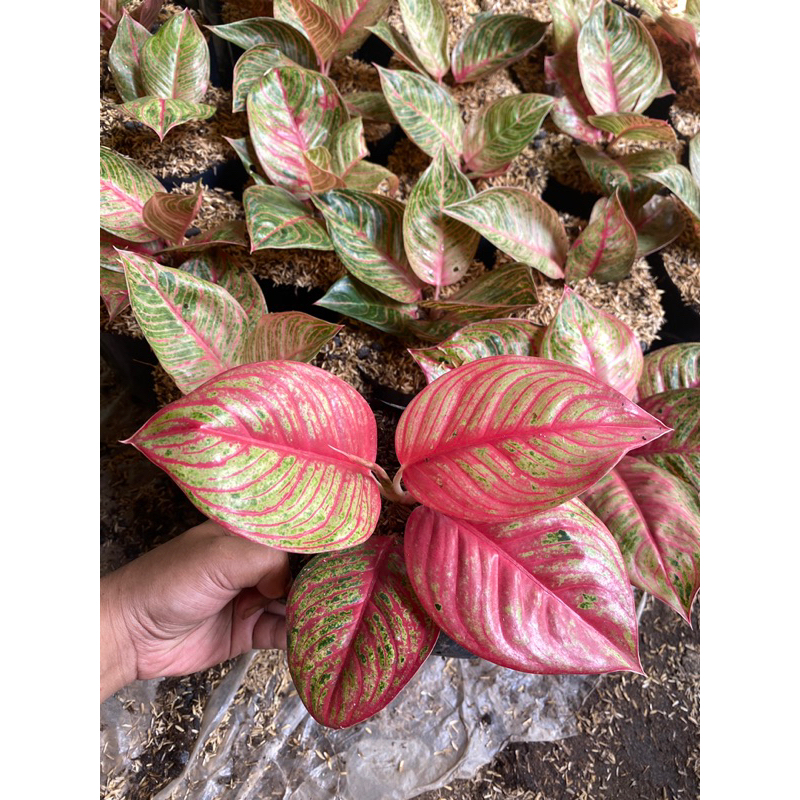 AGLONEMA DEWI HUGHES