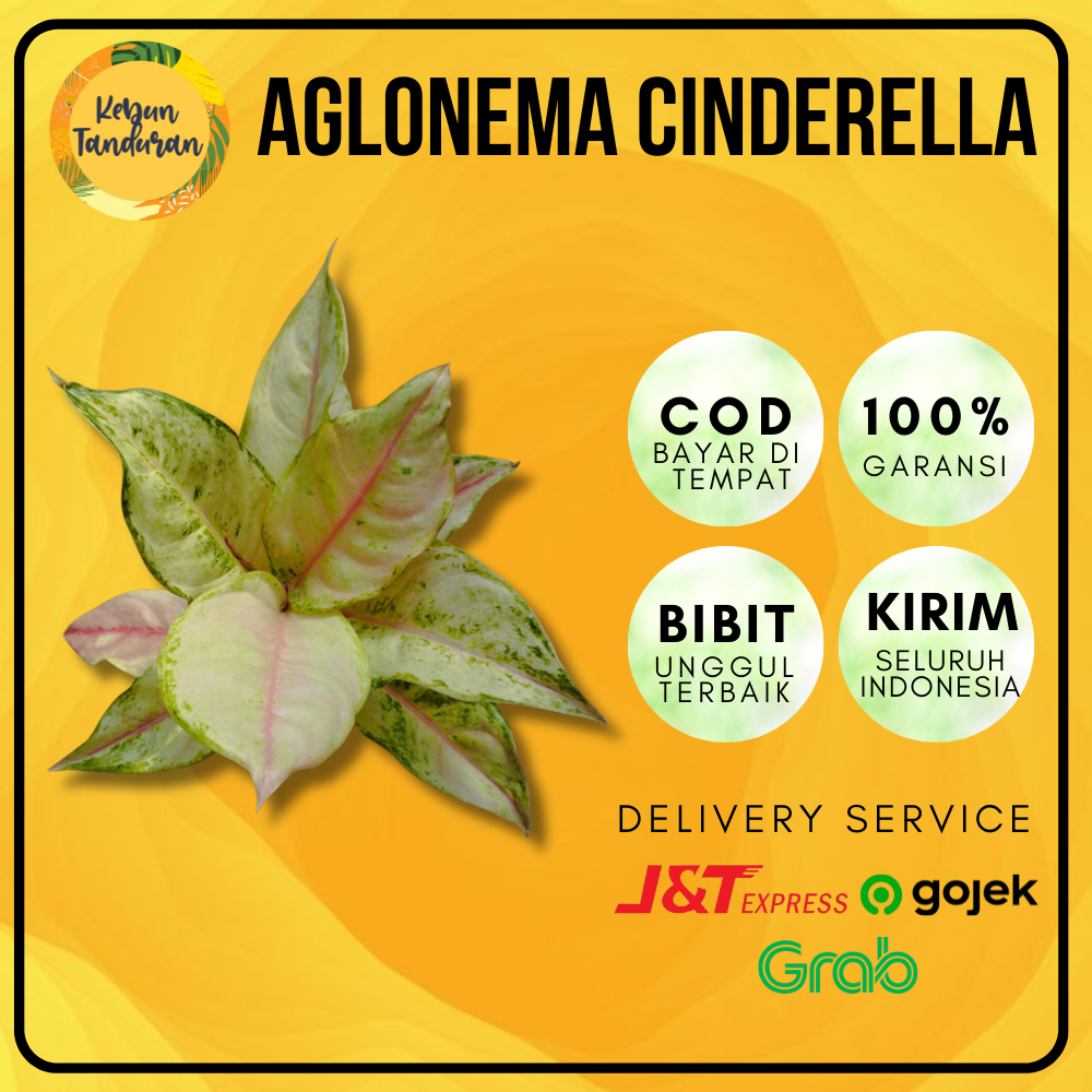 Tanaman Hias Indoor Aglonema Cinderella | Tanaman Hidup Aglonema Cinderella