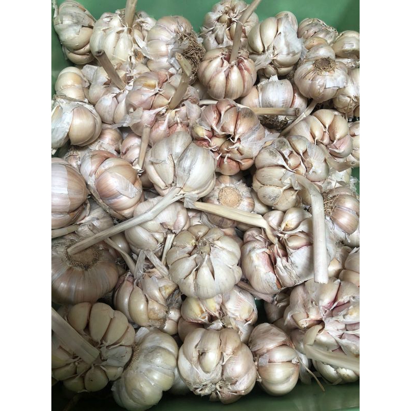 

BAWANG PUTIH