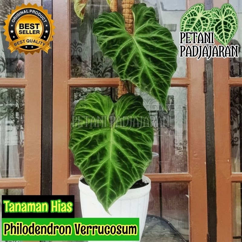 Tanaman Hias Philodendron Verrucosum - Philodendron  Verrucosum