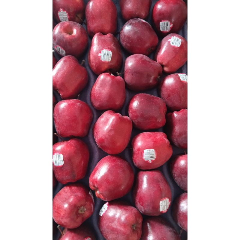 

APEL MERAH WASHINGTON