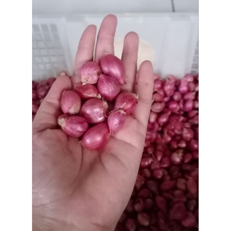 

BAWANG MERAH KECIL ( PROBOLINGGO)