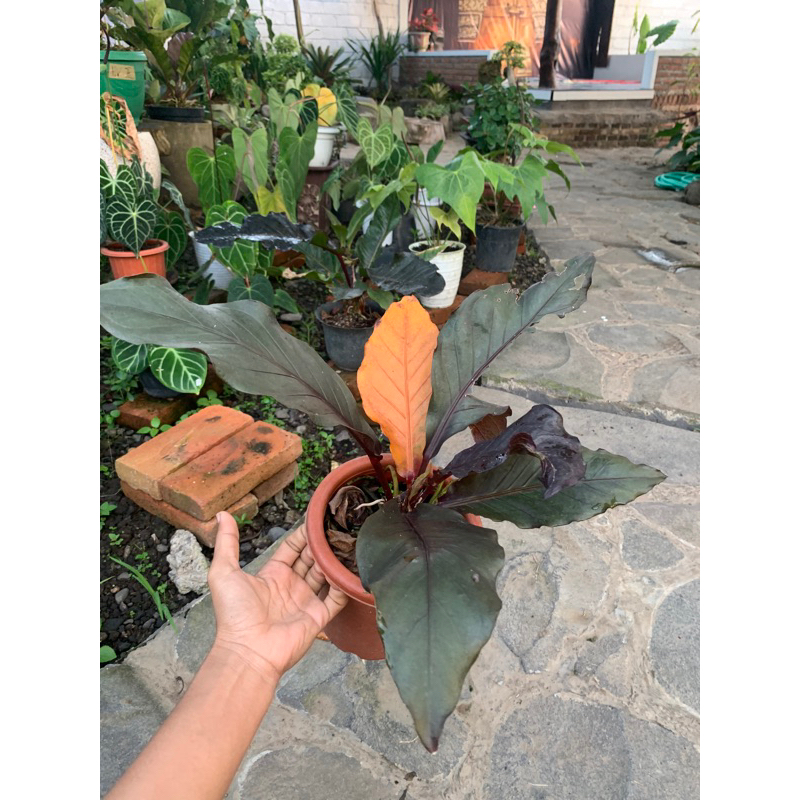 anthurium hokeri black