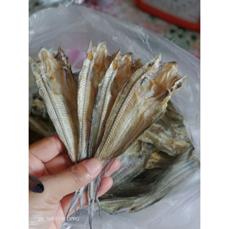 

pundang lais